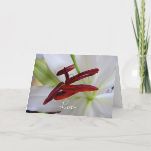 White Lily, flower. Card