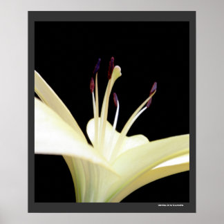 White Lily Flower Lilies Flowers Photo Poster