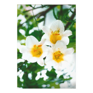 White Lily - Lilium candidum  Photo Print