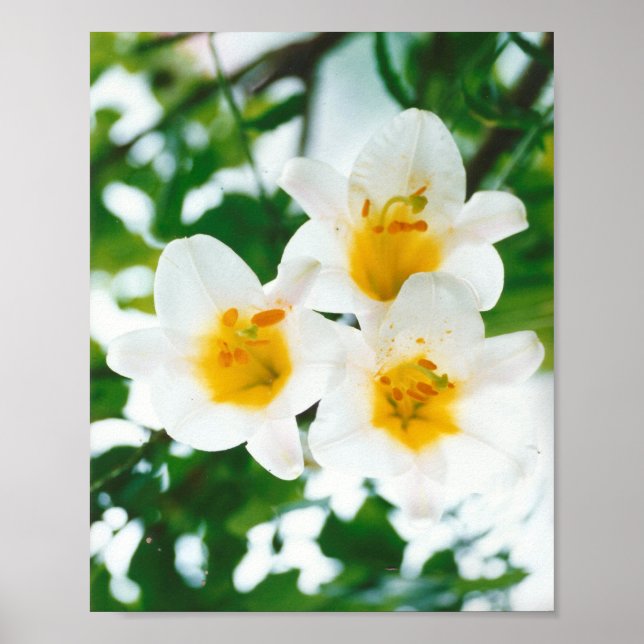 White Lily - Lilium candidum  Poster (Front)