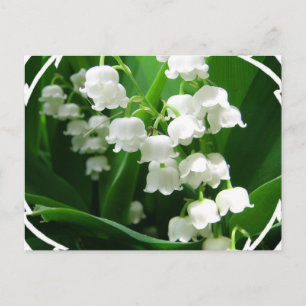 White Lily of the Valley Postcard