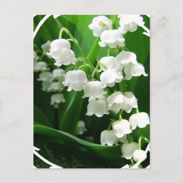White Lily of the Valley Postcard (Front)