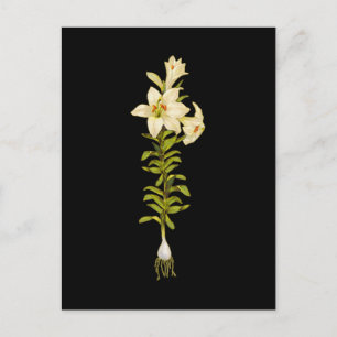 White Lily Postcard