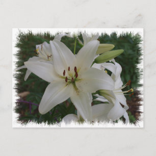 White Lily Postcard