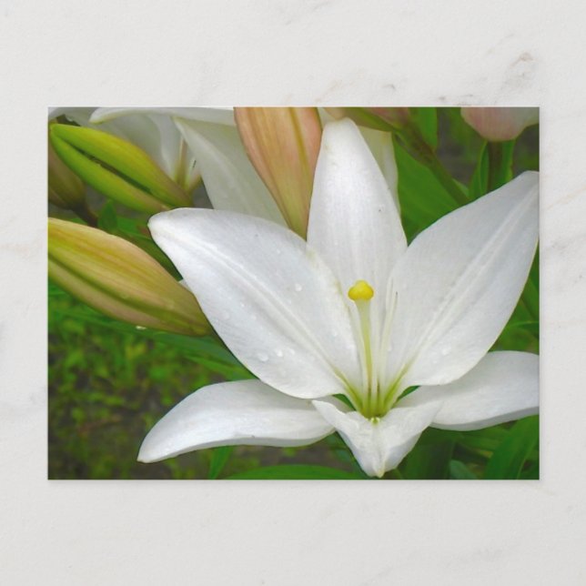 White Lily Postcard (Front)