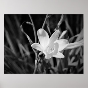 White Lily Poster