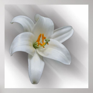 white lily poster