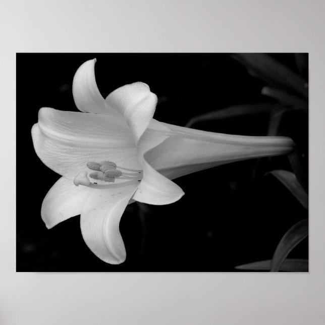White Lily Poster (Front)