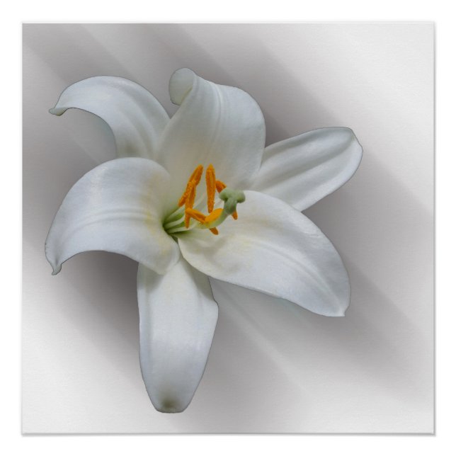 white lily poster (Front)