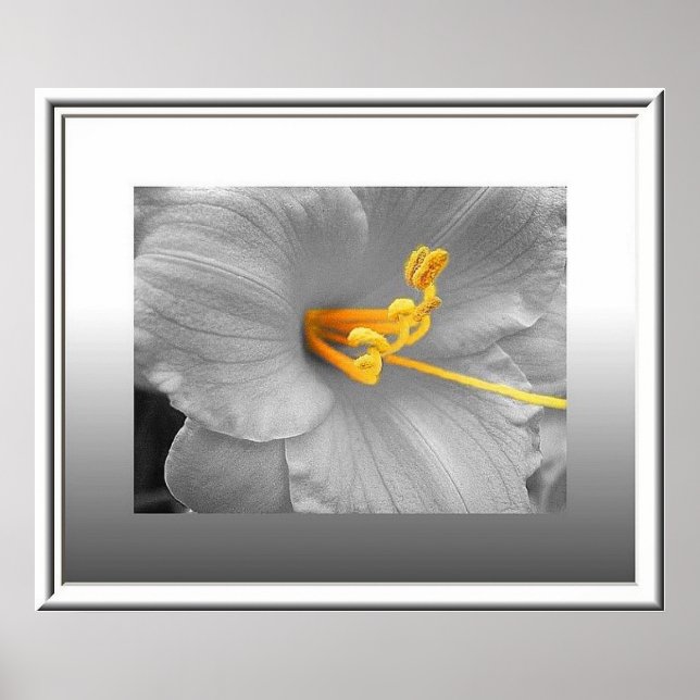 White Lily Selective Colour Poster/ Canvas Print (Front)