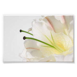 White Lily With Green Stamin and Yellow Centre Photo Print