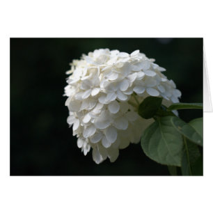 White Lime Hydrangea Blank Inside