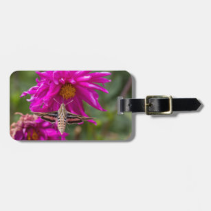 White-lined sphinx moth feeds on flower nectar 2 luggage tag