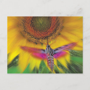 white lined sphinx postcard