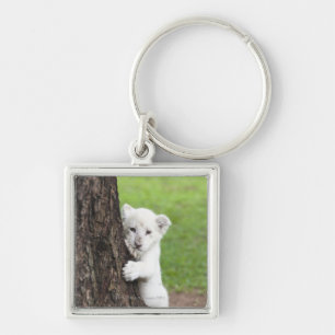 White lion cub hiding behind a tree. key ring