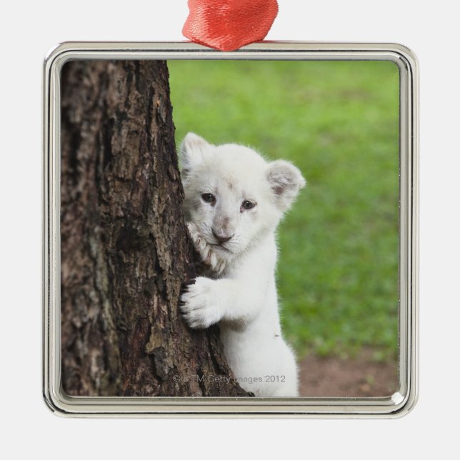 White lion cub hiding behind a tree. metal ornament (Front)