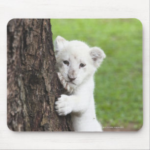 White lion cub hiding behind a tree. mouse pad