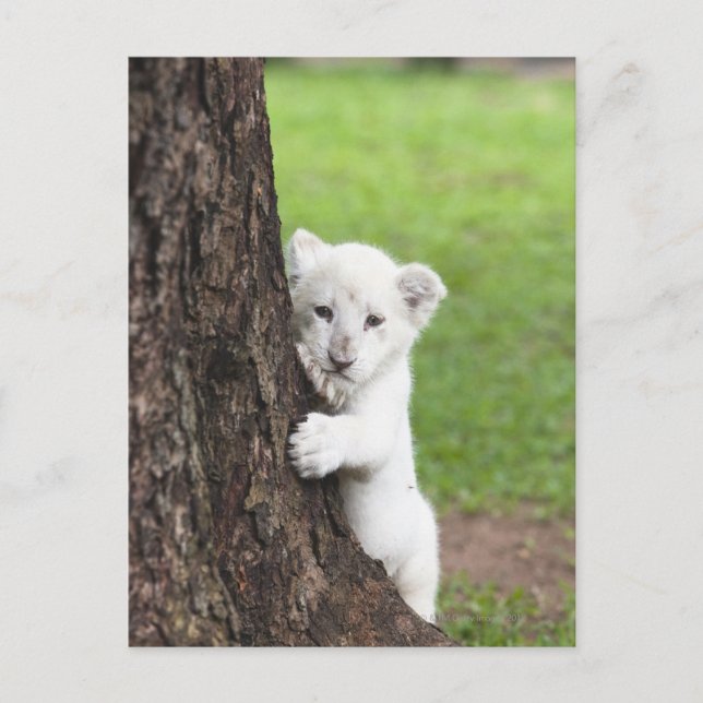 White lion cub hiding behind a tree. postcard (Front)
