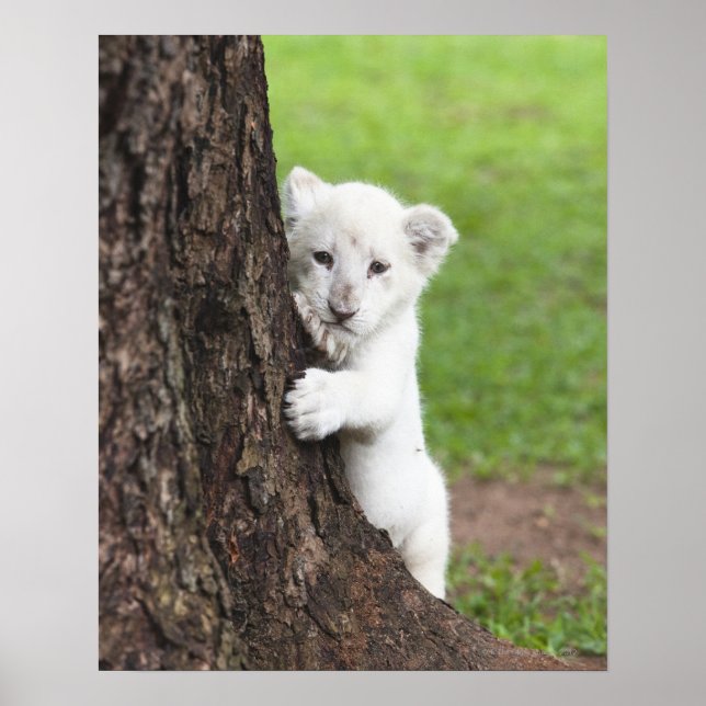 White lion cub hiding behind a tree. poster (Front)