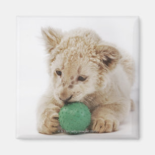 White lion cub (Panthera leo krugeri) playing Magnet
