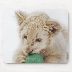 White lion cub (Panthera leo krugeri) playing Mouse Pad