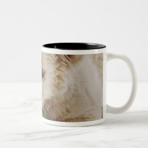 White lion cub (Panthera leo krugeri) playing Two-Tone Coffee Mug