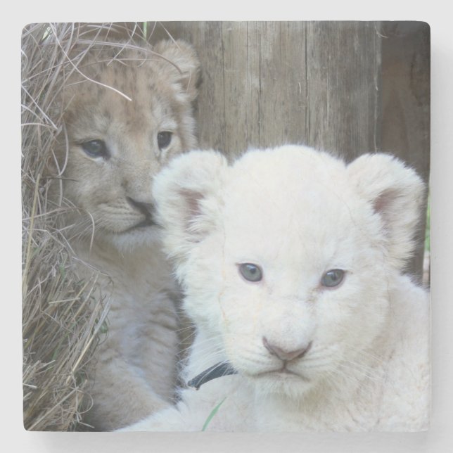 White Lion Cub Stone Coaster (Front)