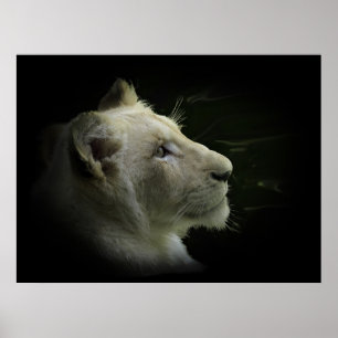 White Lion Wildlife Lion-Lover Poster