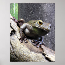 White lipped tree frog