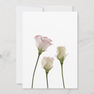 white lisianthus flowers, trio