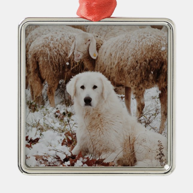 White Livestock Guardian Dog with Sheep Metal Ornament (Front)
