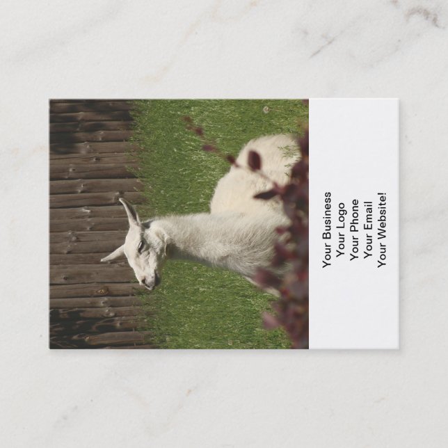 White Llama Business Card (Front)