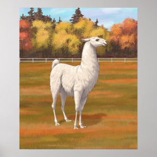White Llama in Autumn Farm Pasture Poster