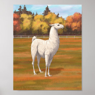 White Llama in Autumn Farm Pasture Poster