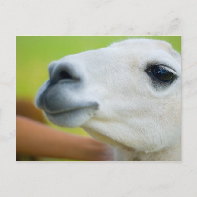 White Llama Postcard (Front)