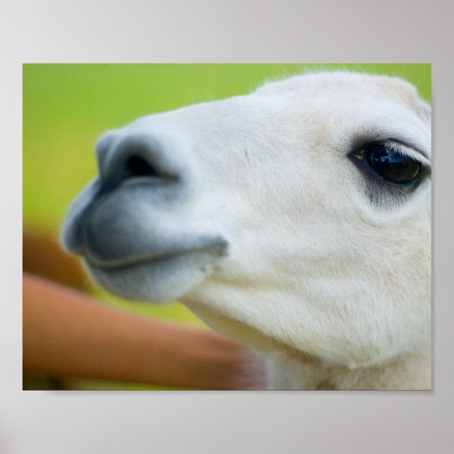 White Llama Poster (Front)