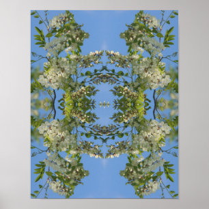 White Locust Flower Blossoms Abstract  Poster