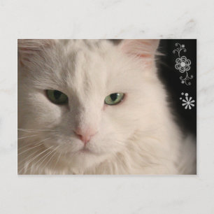 White Long-haired Cat postcard