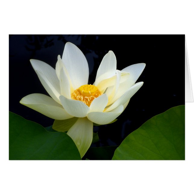White Lotus (Front Horizontal)