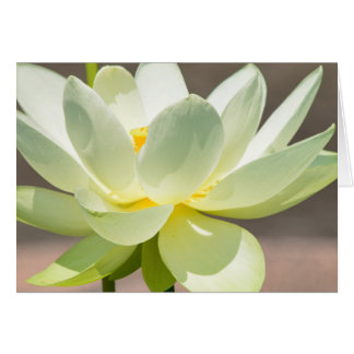 White Lotus Blank Greeting Card
