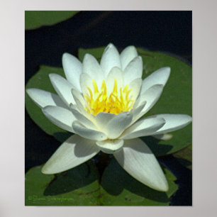 WHITE LOTUS BLOSSOM/CLOSE-UP/PHOTOG. POSTER