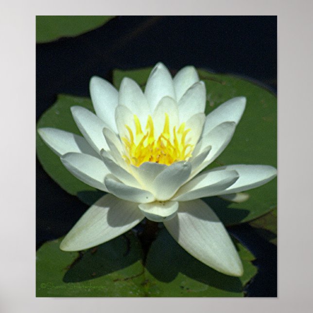 WHITE LOTUS BLOSSOM/CLOSE-UP/PHOTOG. POSTER (Front)