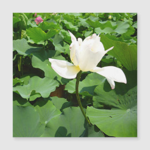 White Lotus Flower