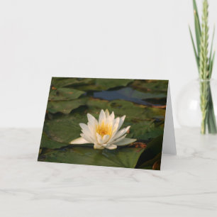 White Lotus Flower Card