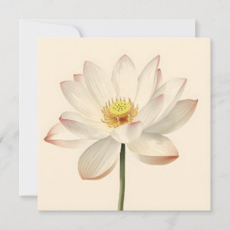 White Lotus Flower Card