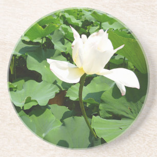 White Lotus Flower Coaster