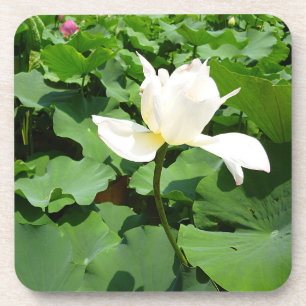 White Lotus Flower Coaster