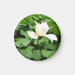 White Lotus Flower Magnet