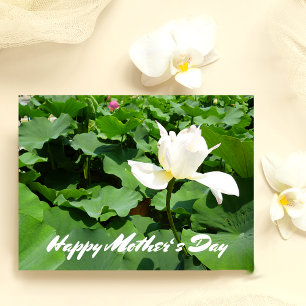 White Lotus Flower Postcard