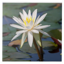 White lotus flower